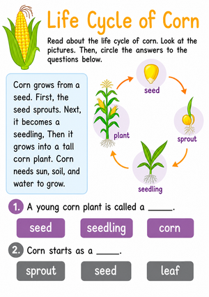 Corn Life Cycle Worksheet | Grade 2 Essential Science