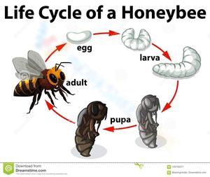 Honeybee Life Cycle Worksheet: Learn about Bees