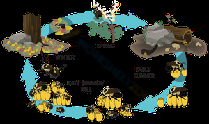 Exploring the Honeybee Life Cycle