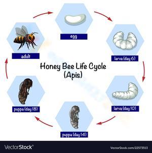 Honey Bee Life Cycle: An Educational Guide