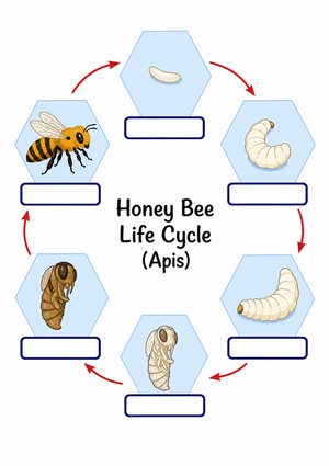 Honey Bee Life Cycle Worksheet | Essential Grade 6 Science