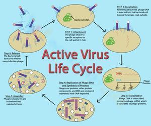 Active Virus Life Cycle Worksheet