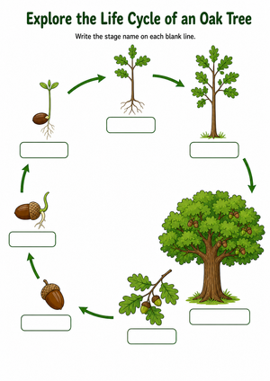 Printable Oak Tree Life Cycle Worksheet | Grade 3 Science