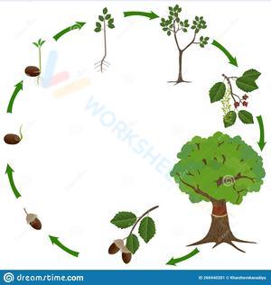 Explore the Life Cycle of an Oak Tree Worksheet