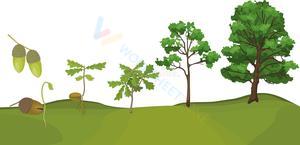 Understanding the Oak Tree Life Cycle
