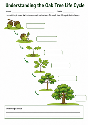 Oak Tree Life Cycle Worksheet | Essential Grade 6 Science