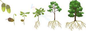 Life Cycle of an Oak Tree Simplified