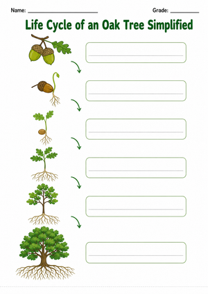 Grade 3 Oak Tree Life Cycle — Printable No-Prep Worksheet