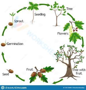 Oak Tree Life Cycle Detailed
