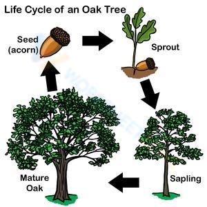 Life cycle of an oak tree
