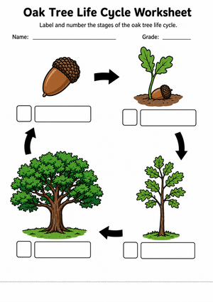 Oak Tree Life Cycle Worksheet | Essential Grade 5 Science