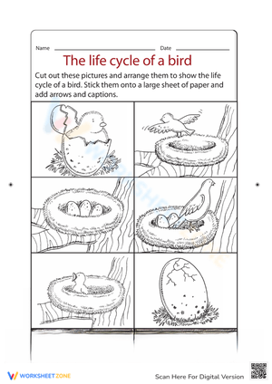 Bird Life Cycle Activity Worksheet