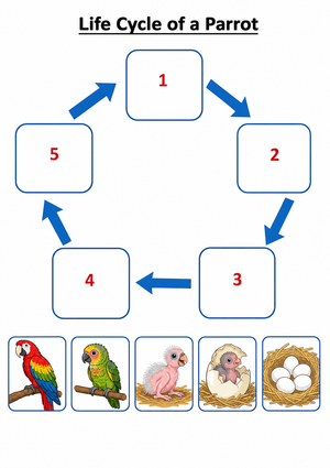 Grade 4-5 Parrot Life Cycle — Printable No-Prep Worksheet