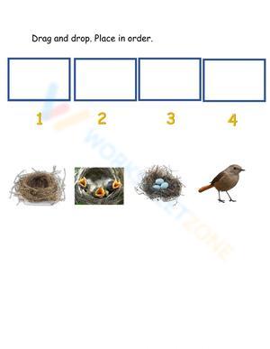 Free Printable & Interactive Life Cycle of A Bird Worksheets