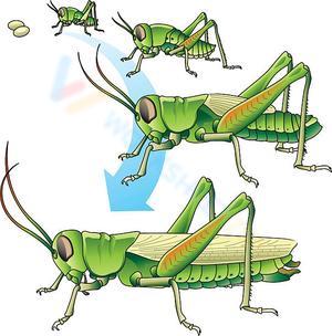 Life Cycle of Grasshoppers
