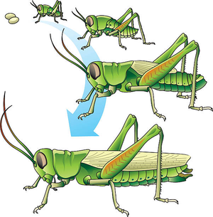 Life Cycle of Grasshoppers