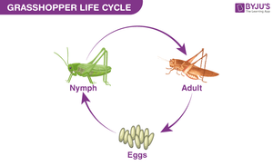 The Life Cycle of a Grasshopper Worksheet