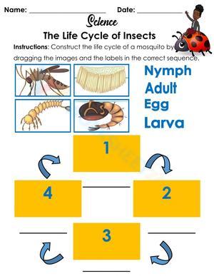Life Cycle of Insects Worksheet