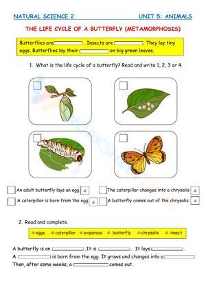 Insect life cycle