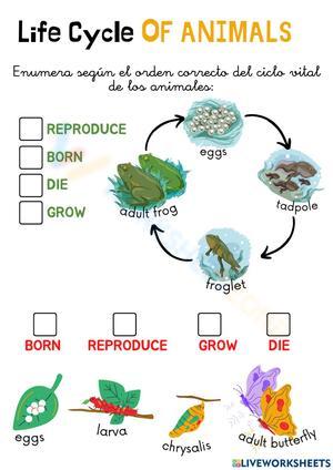 Explore the Frog Life Cycle Worksheet