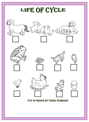 Life Cycle of Animals – Educational Worksheet for Kids