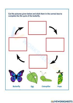 Butterfly life cycle