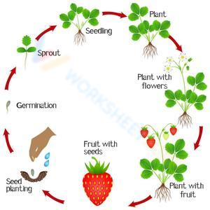 Strawberry Life Cycle Worksheet