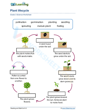 Plant life cycles