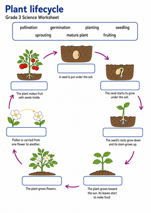 Grade 3 Plant Life Cycle — Printable No-Prep Worksheet