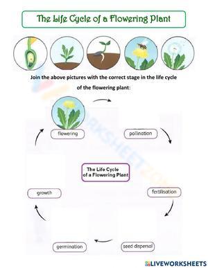 Flowering Plant Life Cycle Worksheet