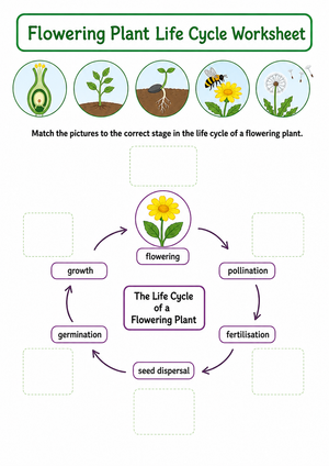 Grade 6 Plant Life Cycle — Printable No-Prep Worksheet