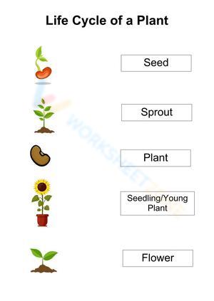 Plant Life Cycle Educational Worksheet