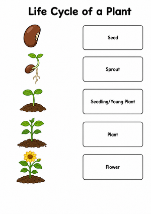 Plant Life Cycle Educational Worksheet
