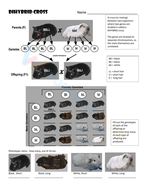 Dihybrid Cross Genetics Practice