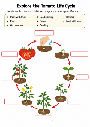 Grade 3 Plant Life Cycle — Printable No-Prep Worksheet