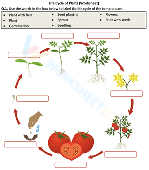 Explore the Tomato Life Cycle