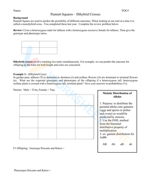 Punnett Squares Dihybrid Crosses Practice Worksheet