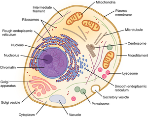 Label the Animal Cell: Biology Worksheet