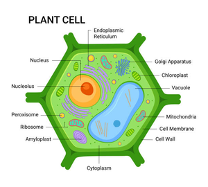Plant Cell Worksheet: Label and Learn Parts