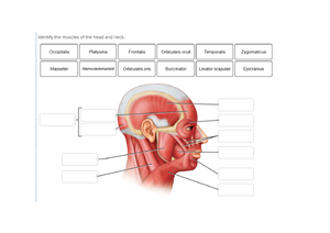 Muscles of the Head and Neck Anatomy Worksheet