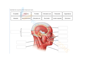 Muscles of the Head and Neck Anatomy Worksheet