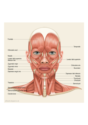 Anatomy: Muscles of the Head and Neck Worksheet