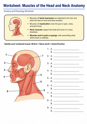Grade 9-12 Muscle Anatomy — Printable No-Prep Worksheet