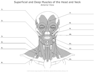 Study the Muscles of the Head and Neck Worksheet