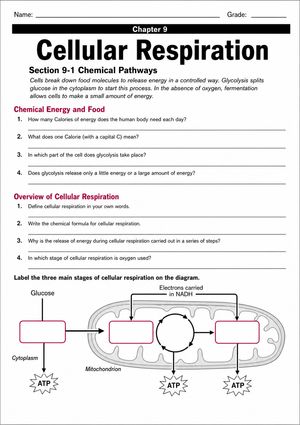 Essential HS-LS1-7 Cellular Respiration Worksheet