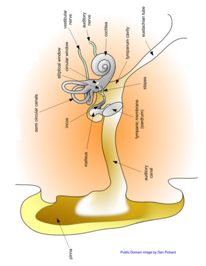 Diagram of the Human Ear Worksheet