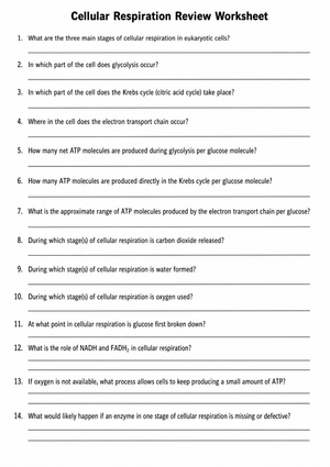Cellular Respiration Review Worksheet | Essential Biology