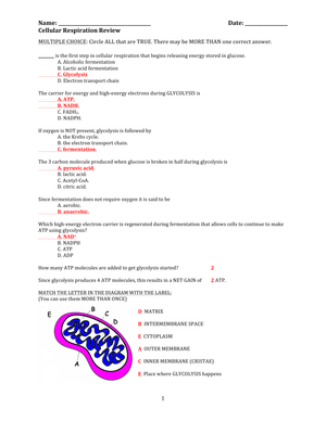 Comprehensive Cellular Respiration Review Worksheet