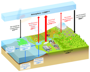 Understanding the Cycle of Carbon