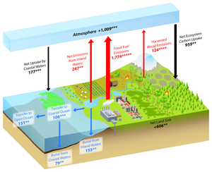 Understanding the Cycle of Carbon